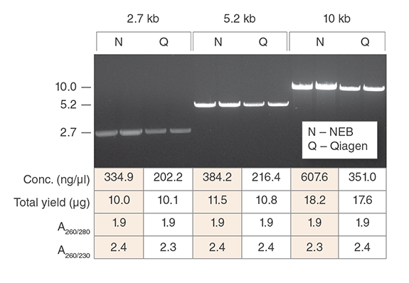 Monarch Plasmid Miniprep Kits consistently produce more concentrated plasmid DNA with equivalent yield, purity and functionality as compared to the leading supplier. Preps were performed according to recommended protocols using 1.5 ml aliquots of the same overnight culture. One microliter of each prep was digested with HindIII-HF (NEB #R3104) to linearize the vector and the digests were resolved on a 1% w/v agarose gel.